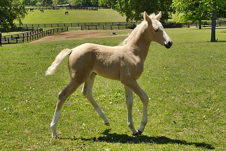 Honey's foal photo