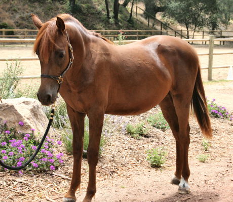 Jesse as a yearling