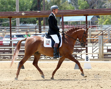 Kasey, dressage at SB