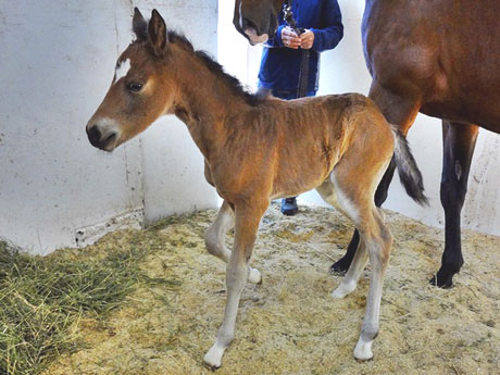 Dina at 4 days old.