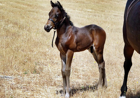 foal Quito