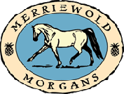 Merriewold Morgan Sport Horses