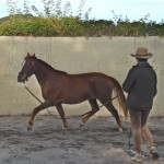 Merriewold Galaxie starts in the round pen