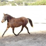 Georgia in the round pen