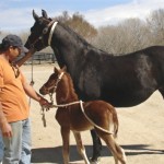 MLF Emotion has a big chestnut colt