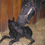 Promise and her new-born filly