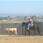 Fabien following the calf