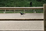 MWM dressage turkey