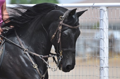 Cantering in the Wind.php