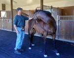 equine-therapies-stretch