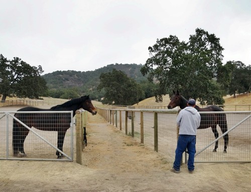 Pocket and Daisy meet.