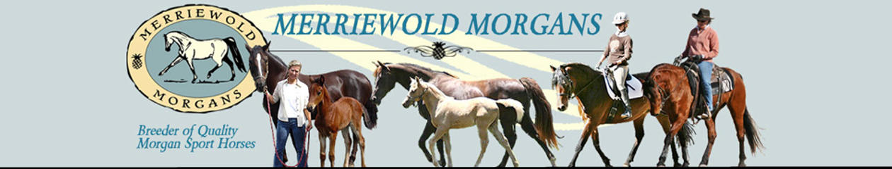 Merriewold News & Horses For Sale