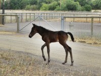 Quito at one week old