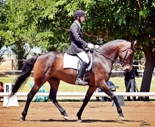 Alejandro and Kirin Dressage Classic, 3