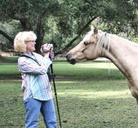 Photographing your horse