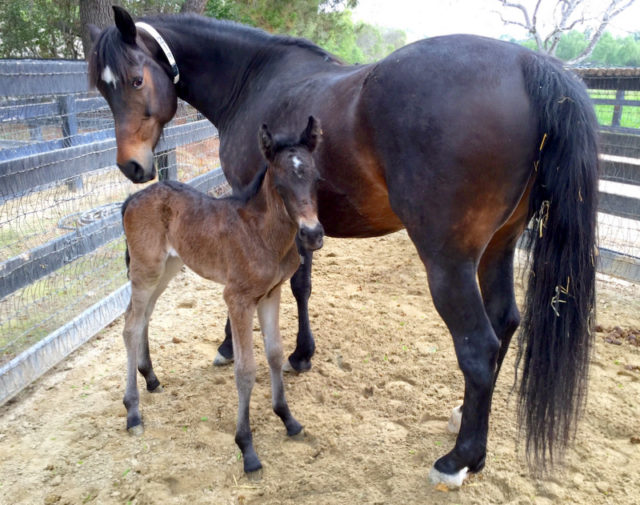 Pocket's filly 3days old