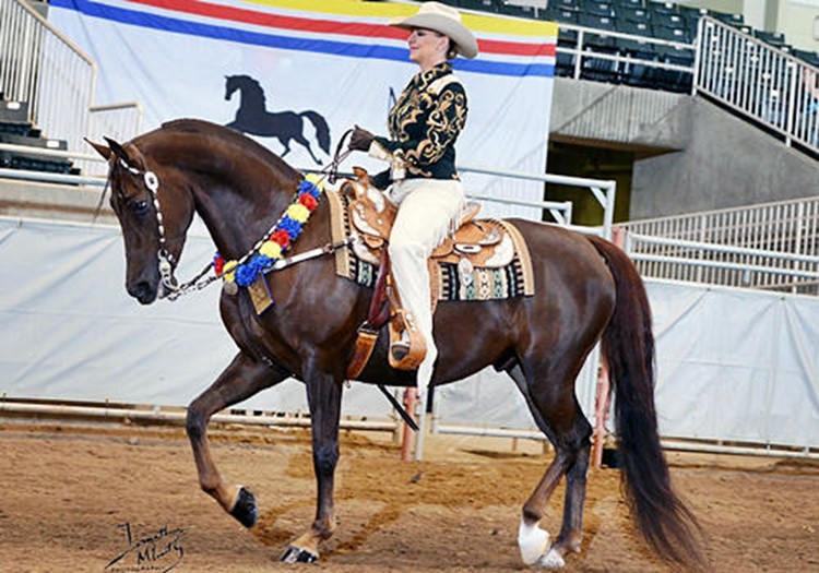 Jesse-James-western-pleasure