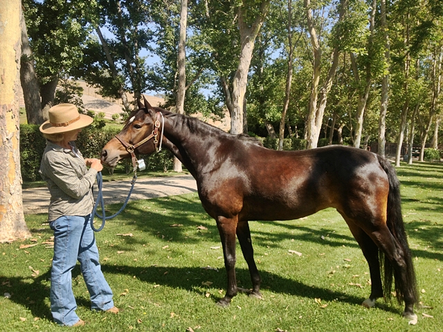 Broodmares Pocket