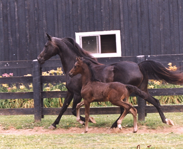 Broodmares Rarity