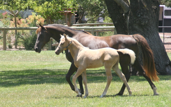 Broodmares Renaissance